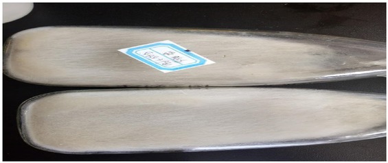 Figure 1 Purity detection of the Phanerochaete chrysosporium strain.