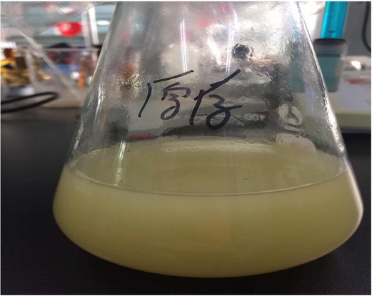 Figure 2 Enrichment culture of Phanerochaete chrysosporium.