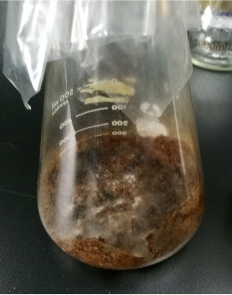 Figure 3 On day 9 during the fermentation of Phanerochaete chrysosporium on the Magnolia officinalis residues.