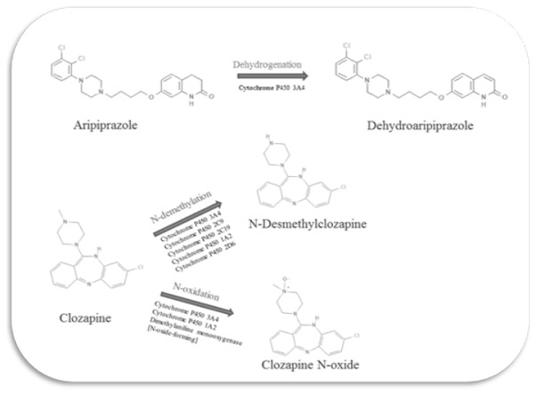 Figure 3 Metabolic pathways of aripiprazole and clozapine leading to the formation of their major metabolites [19].
