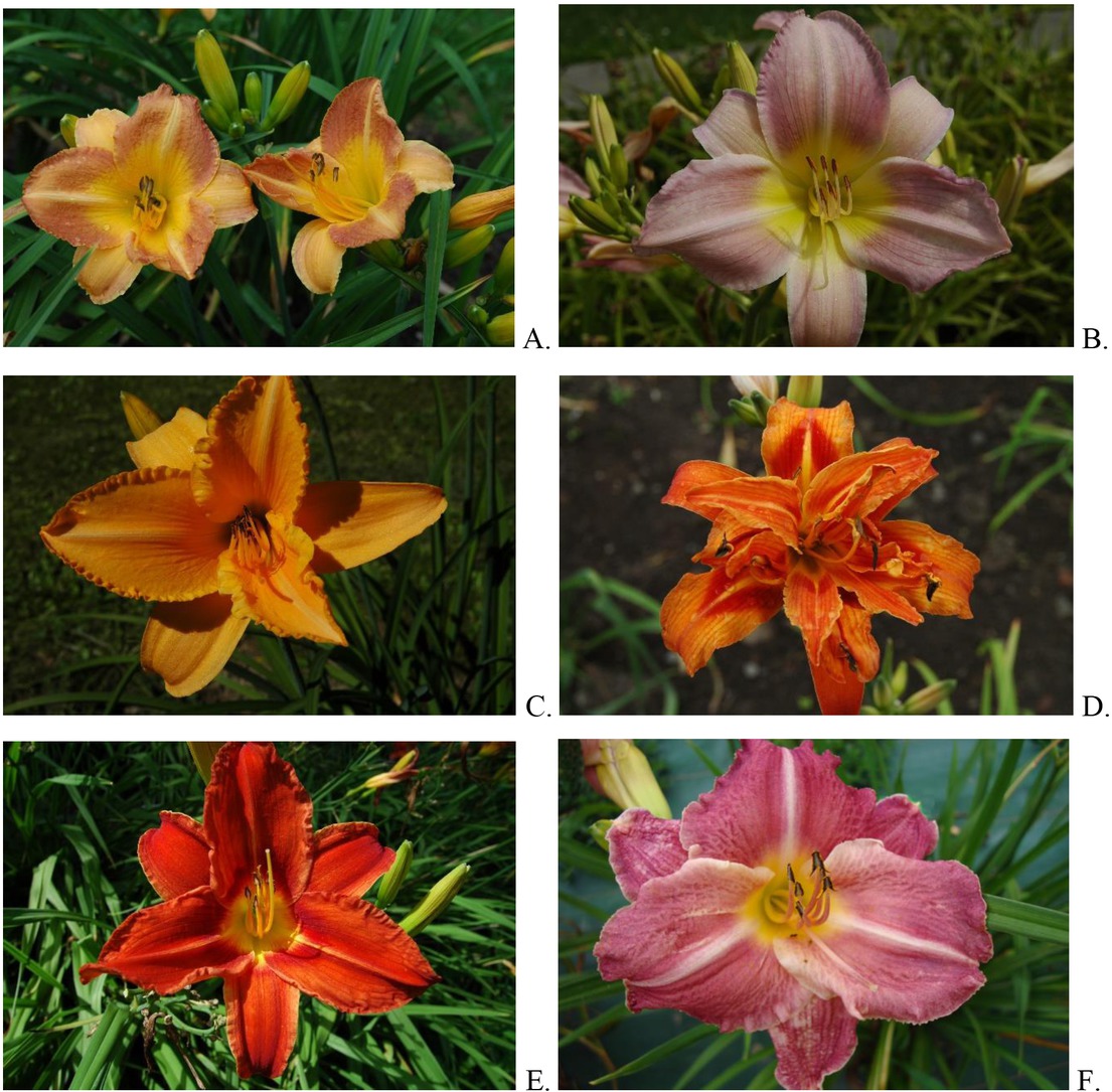 Figure 1 Pictures of some Hemerocallis cultivars under study: A. H. ‘Bożena’, B. H. ‘Catherine Woodbuery’, C. H. ‘Danuta’, D. H. fulva, E. H. ‘Rebel Cause’, F. H. ‘Jaskółka’.