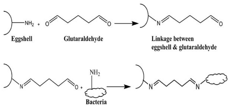 Scheme 2 Reaction chemistry for the immobilization process.
