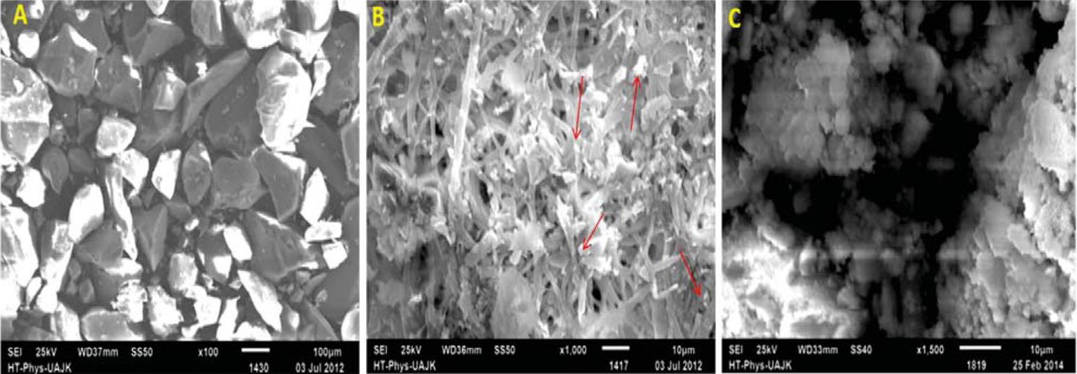 Figure 4 SEM images of immobilization of eggshells powder with P. aeruginosa. (A) egg shells powder, (B) rod like immobilized P. aeruginosa covering eggshells surface and (C) immobilized P. aeruginosa on eggshells powder with adsorbed Cr(VI).