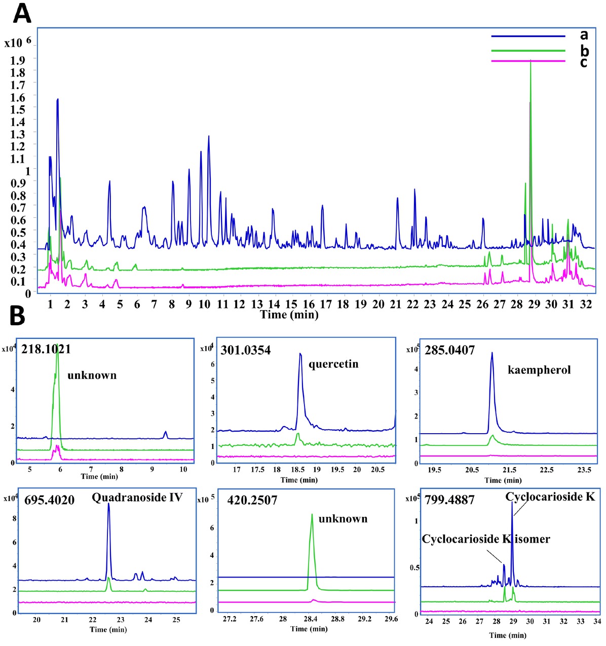 Figure 2 The total ion chromatograms of the chemical constituents in desorption eluate of pancreatic β NIT-1 cells incubated with CP extract. Total ion chromatograms (TICs) in negative mode of CP extract (a, blue line), desorption eluate of pancreatic β NIT-1 cells incubated with CP extract for 24 h (b, green line), desorption eluate of pancreatic β NIT-1 cells incubated without CP extract for 24 h (c, purple line). (A) The overall profile of ion chromatograms; (B) Enlarged ion chromatograms of potential active absorbed components.