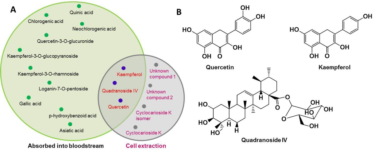 Figure 3 Direct-acting pancreatic protectants identification. (A) Summary of identified potential active components by using serum pharmacochemistry and cell extraction; (B) The structures of identified potential direct acting pancreatic protectants.