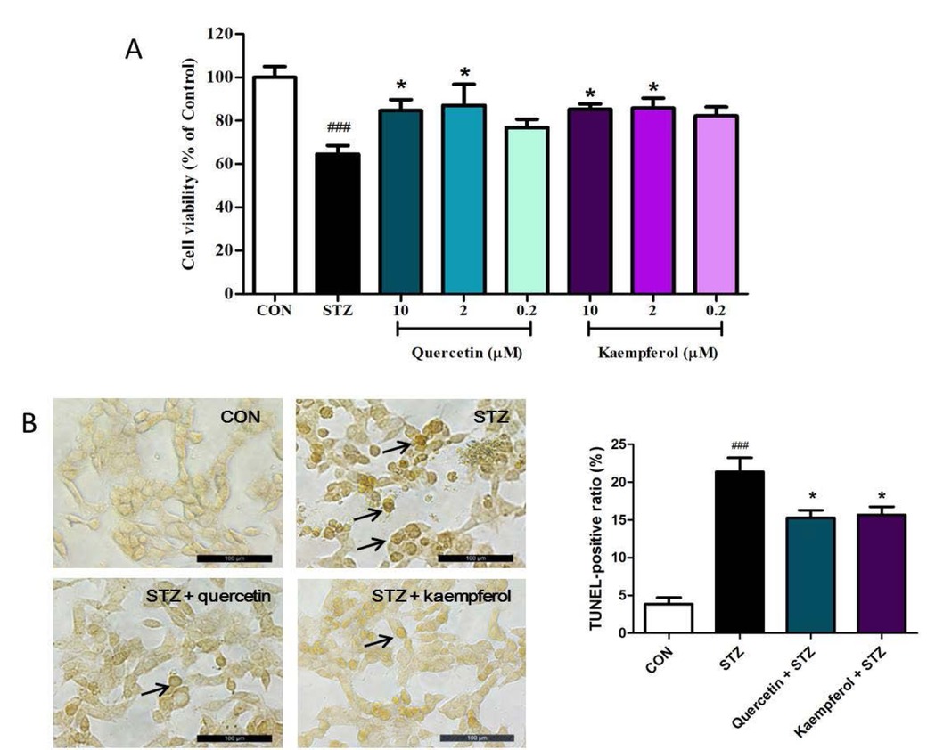 Figure 4 The effects of kaempferol and quercetin on STZ-induced apoptosis on NIT-1 cells. (A) NIT-1 cells were preincubated with kaempferol and quercetin (0.2, 2, 10 μM) for 2 h formerly 32 mM STZ treated for 24 h. Cell viability was measured by using MTT method; (B) NIT-1 cells were preincubated with kaempferol and quercetin (10 μM) for 2 h formerly 32 mM STZ treated for 24 h, After staining with 50 μL TUNEL reaction mixture, TUNEL-positive cells were analyzed. Data are expressed as the mean ± SEM (n = 3). ###P < 0.001, compared with the control group; ∗P < 0.05, compared with the STZ-treated group.