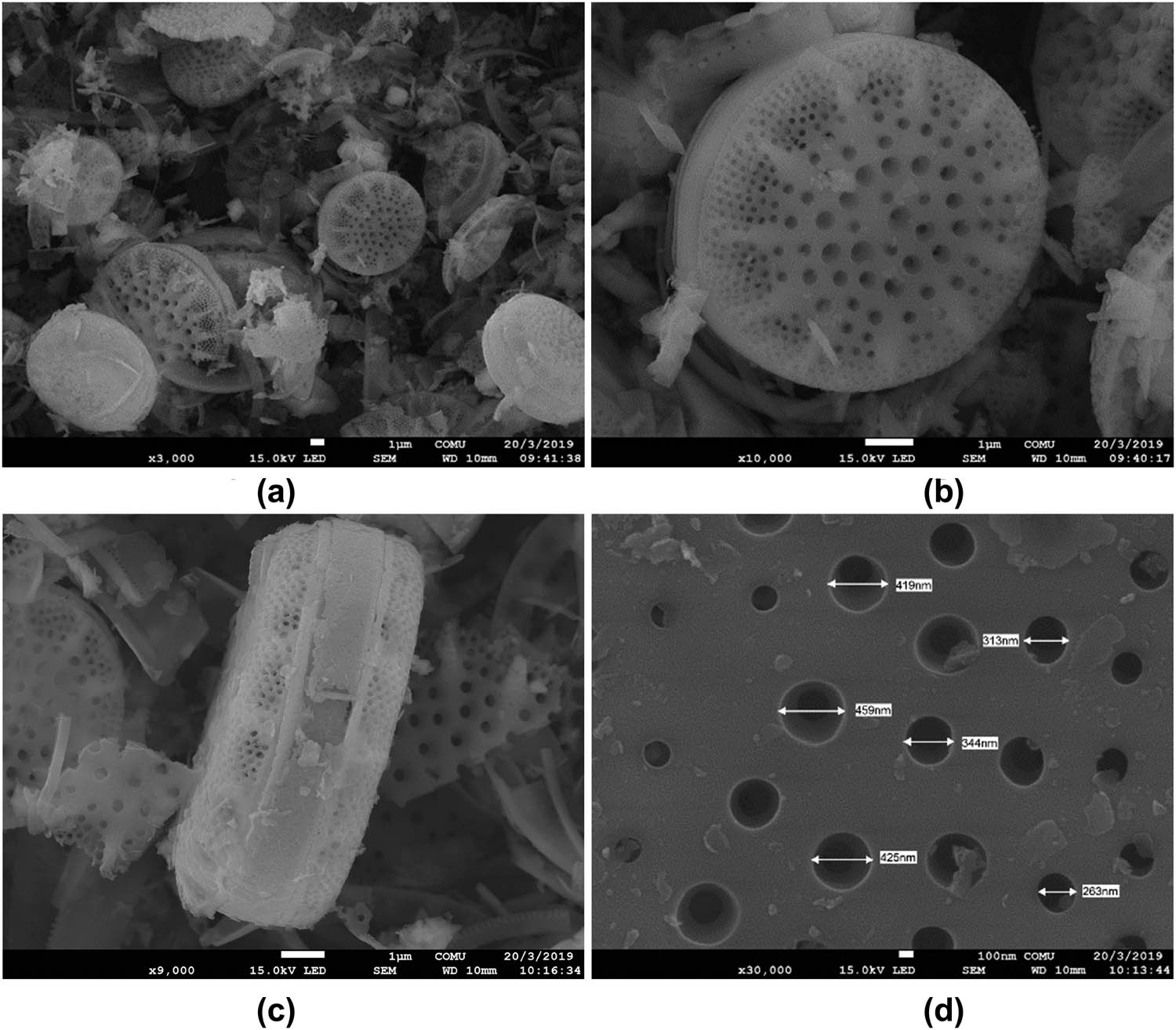 Figure 5 
                  SEM examination of raw DE. (a) Several valves of Tertiarius jurijlii and probably one frustule of T. mariovensis in right bottom corner, (b) a whole valve of T. jurijlii, (c) T. jurijlii girdle view, and (d) Areolae in the central area of T. jurijlii [56].
               