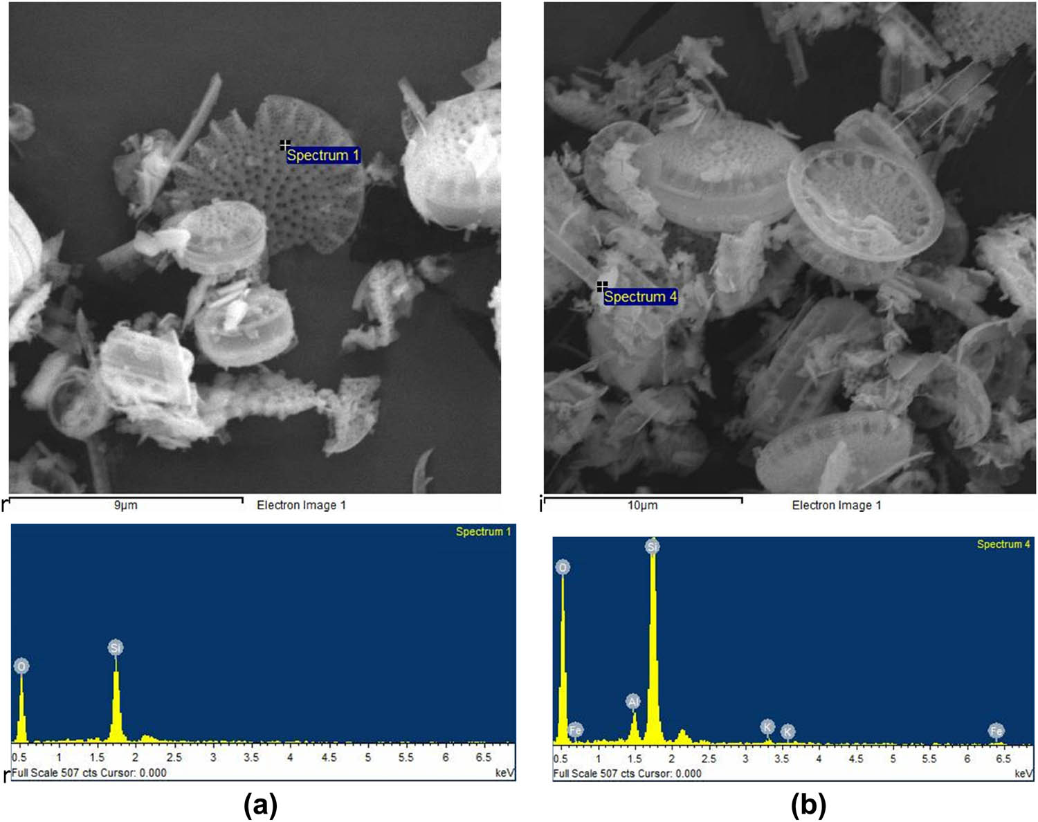 Figure 6
SEM/EDX analysis of the skeletons (a) and the associate clayey minerals (b) found in DE.