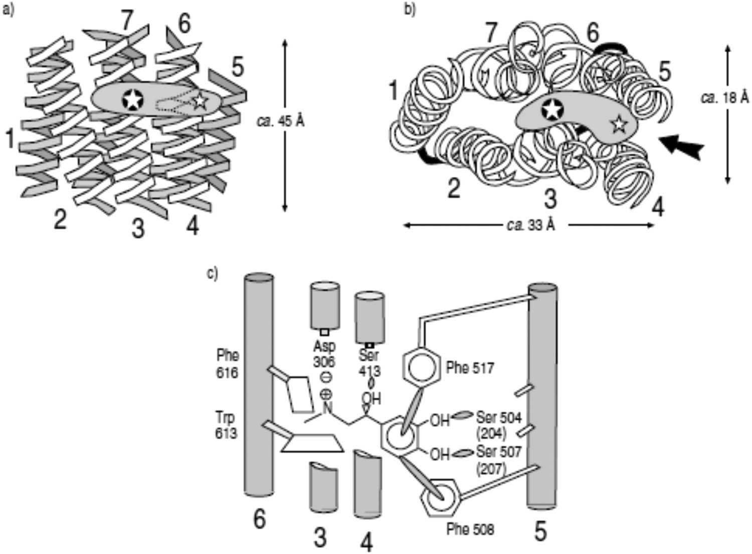 Figure 3 Schematic diagram of the β-adrenoreceptor and its binding domain for agonist (☆) and antagonist (✪). Helices are individually numbered, and the approximate dimension of the receptor is marked in Angstroms (Å). (a) (Side-view) It shows a cut-away view of the seven-transmembrane α-helices of the β-adrenoreceptor seen from the plane of the membrane lipid bilayer. (b) (Top view) It shows the same beta-adrenoreceptor viewed from the extracellular space. (c) It shows an expanded detail of the ligand-binding site for agonists formed by helices 3, 4, 5, and 6, during binding of adrenaline. Reproduced with the permission of the © ERS 2020: European Respiratory Journal 7(3):569–78; Published 1 March 1994 [12].
