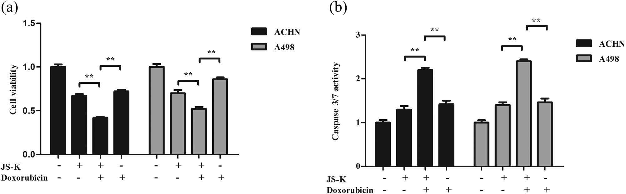 Figure 6
JS-K enhances the chemosensitivity of doxorubicin in renal carcinoma cells. (a) Cell viability was assessed following 12 h treatment with JS-K (5 μM) and doxorubicin (0.2 μM) using a CCK-8 assay. (b) Expression of caspase-3/7 in cells of renal carcinoma following treatment at multiple drug levels and time courses. The result for at least three separate experiments is expressed as mean ± SD. A single asterisk (*) shows a substantial difference (P < 0.05), and a double asterisk (**) (P < 0.01) shows an exceedingly huge difference.