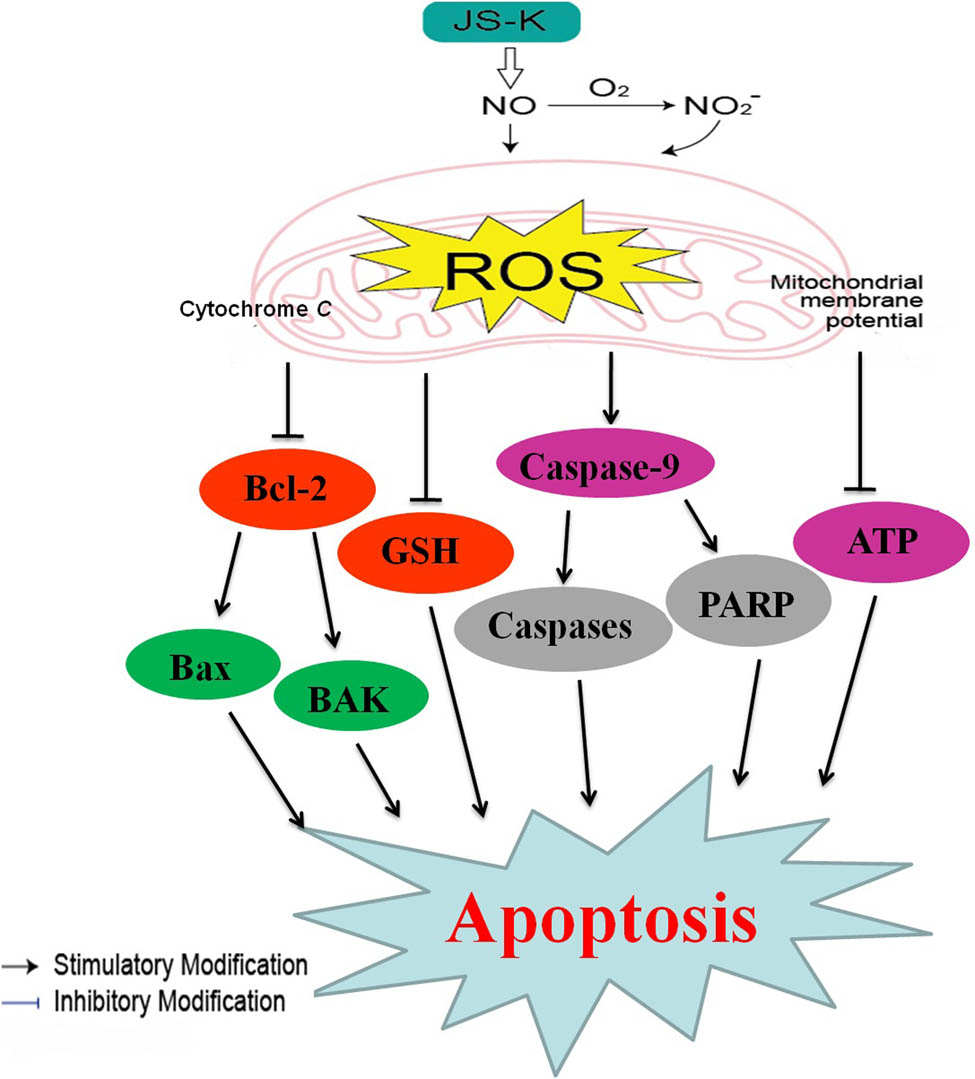 Figure 7
Cellular pathway of JS-K-induced cell apoptosis in renal carcinoma cells. JS-K-induced apoptosis of renal carcinoma cells via cytochrome c activation, repression of mitochondrial membrane potential by caspase-9 and PARP, and ATP. ROS development will continue, which ultimately led to apoptosis.