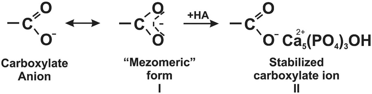 Figure 8 The mezomeric form of the stable carboxylic group during mineralization.