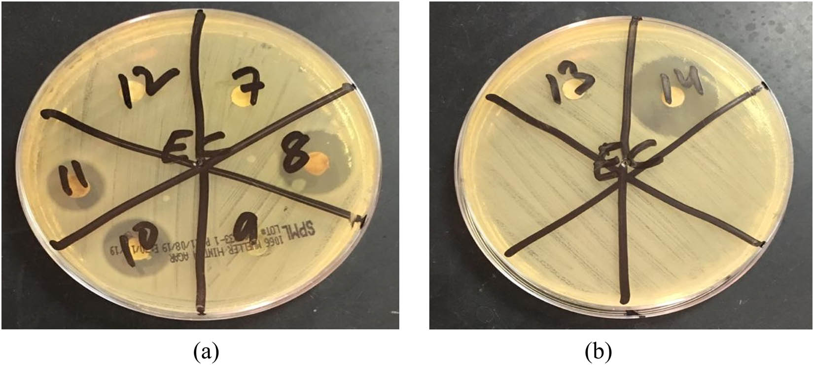 Figure 9 Photographs of some antibacterial tests against S. aureus bacterial strains. (a) Shows some of the active compounds 8 = SL3, 10 = [Zn(SL3)2] and 11 = [Cu(SL3)2]; (b) shows the activity of compound 14 = [Cu(SL1)2].