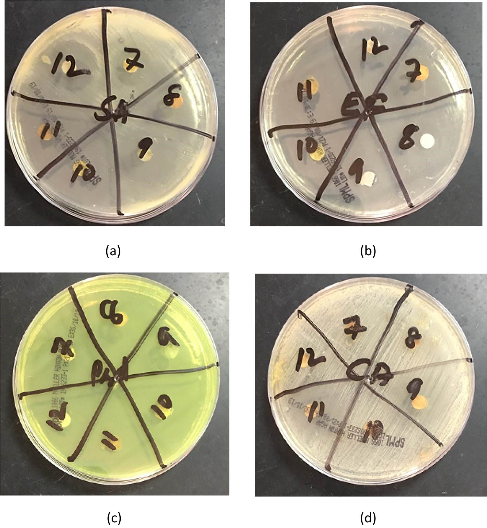 Figure 10 Representative photographs for antibacterial and antifungal tests for each strain used: (a) E. faecalis, (b) E. coli, (c) P. aeruginosa, (d) C. albicans.