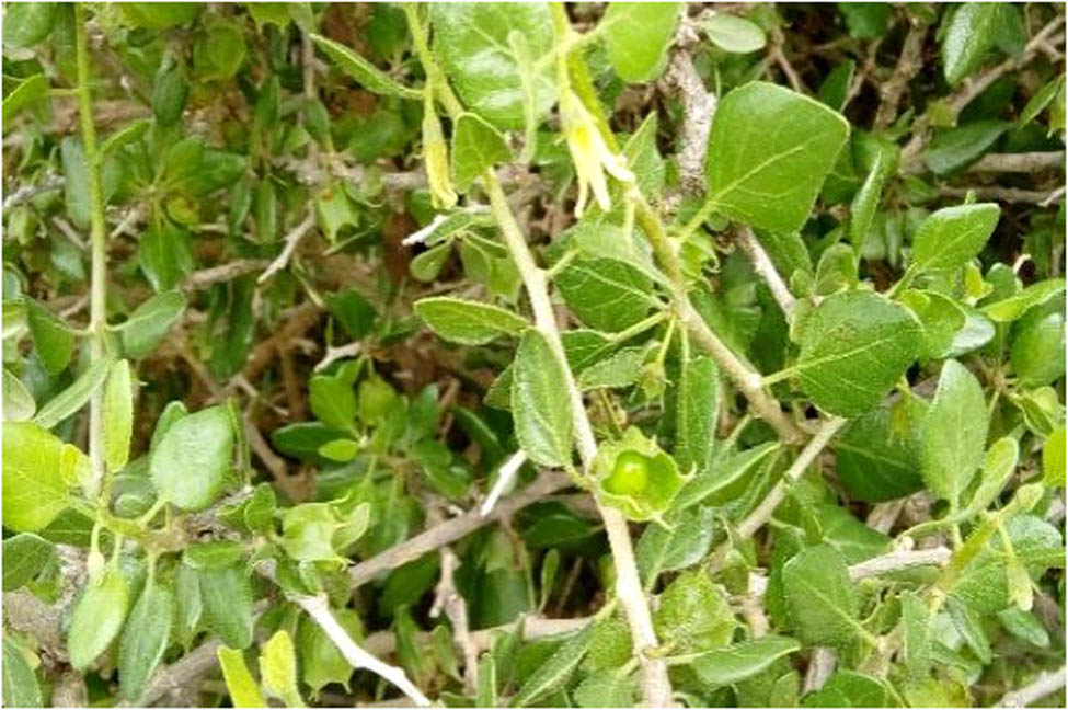 Figure 1 The biological form of the plant Withania frutescens L.