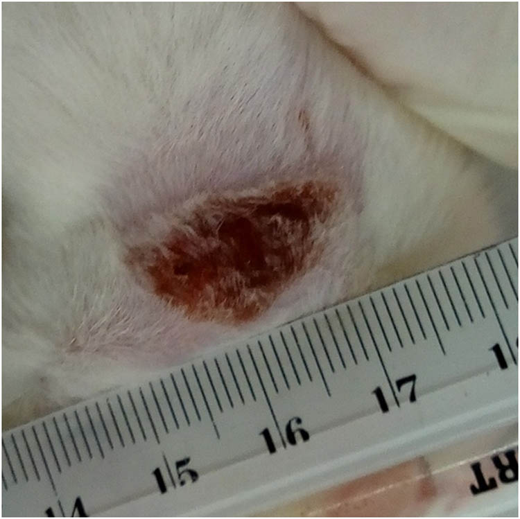 Figure 2 The burned area in first-day rats.