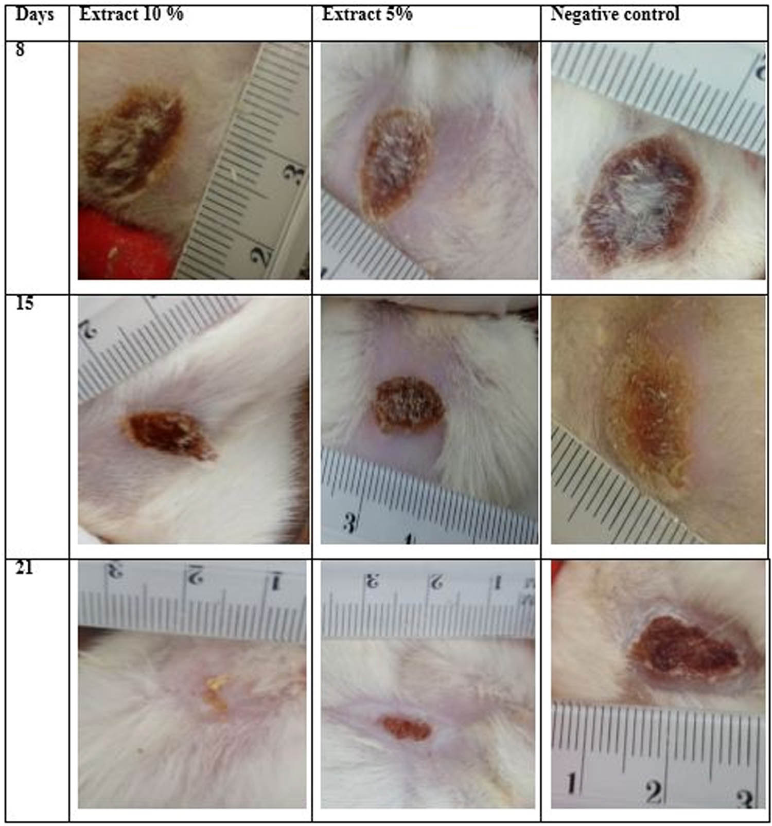 Figure 7 Aspects of group burns: positive control, extract 10%, extract 5%, and negative control during treatment days.