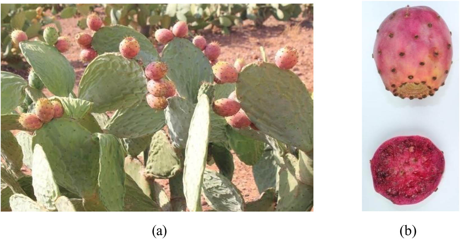 Figure 3 Akria (Opuntia ficus-indica) variety: (a) plant of Akria variety and (b) fruit of Akria variety.