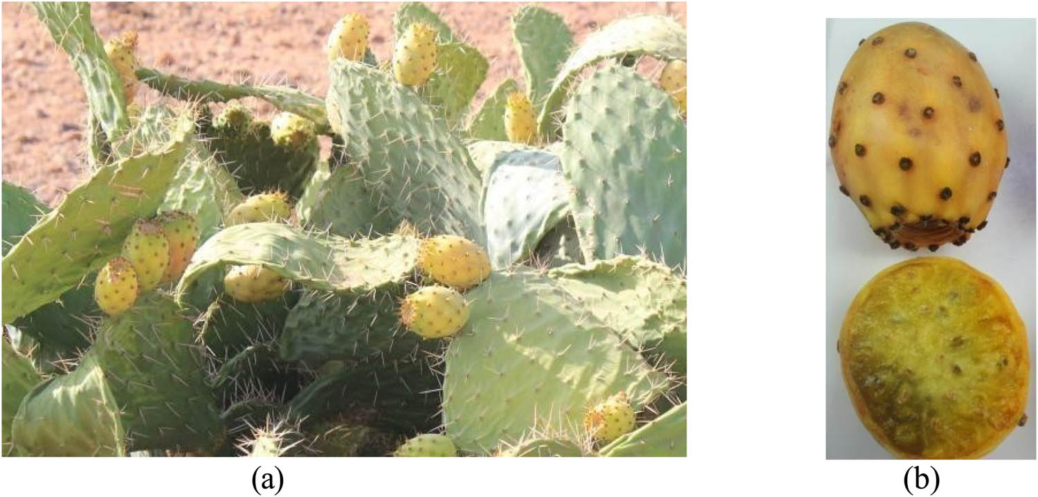 Figure 4 Drbana (Opuntia megacantha) variety: (a) plant of Drbana variety and (b) fruit of Akria variety.