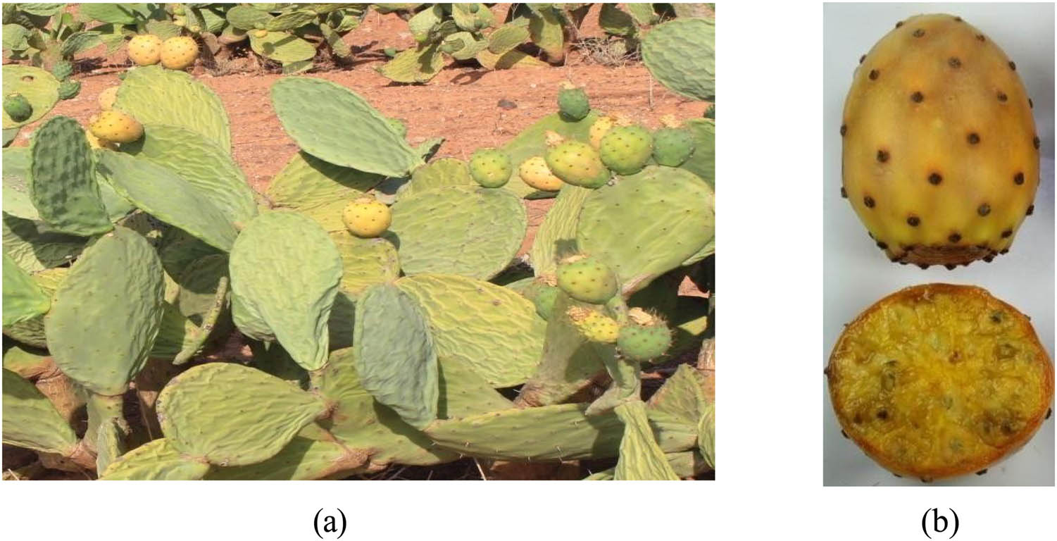Figure 5 Mlez (Opuntia ficus-indica) variety: (a) plant of Mlez variety and (b) fruit of Mlez variety.