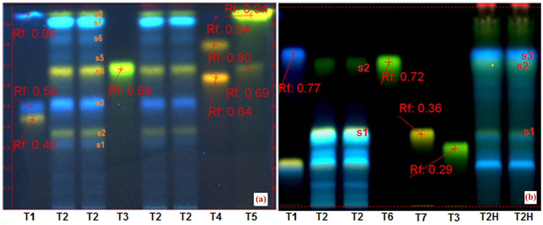 Figure 2 (HP)TLC studies of Stokesia laevis ethanolic extract (Slae26). Chromatogram A (system a) – track T1, rutin, chlorogenic acid and caffeic acid (ref.); tracks T2 – ethanolic extract from S. laevis (Slae26) – two series; track T3, luteolin-8-C-glucoside/orientin (ref.); track T4, quercitrin-3-O-galactoside/hyperoside, quercitrin-3-O-rhamnoside/quercitrin and gallic acid (ref.); track T5, luteolin-7-O-glucoside/cynaroside and luteolin (ref.). Chromatogram B (system b) – track T1, rutin, chlorogenic acid and caffeic acid (ref.); tracks T2 – ethanolic extract from S. laevis (Slae26); track T6, luteolin (ref); track T7, luteolin-7-O-glucoside/cynaroside (ref.); track T3, luteolin-8-C-glucoside/orientin (ref.); track T2H, the hydrolyzed extract from ethanolic extract Slae26.