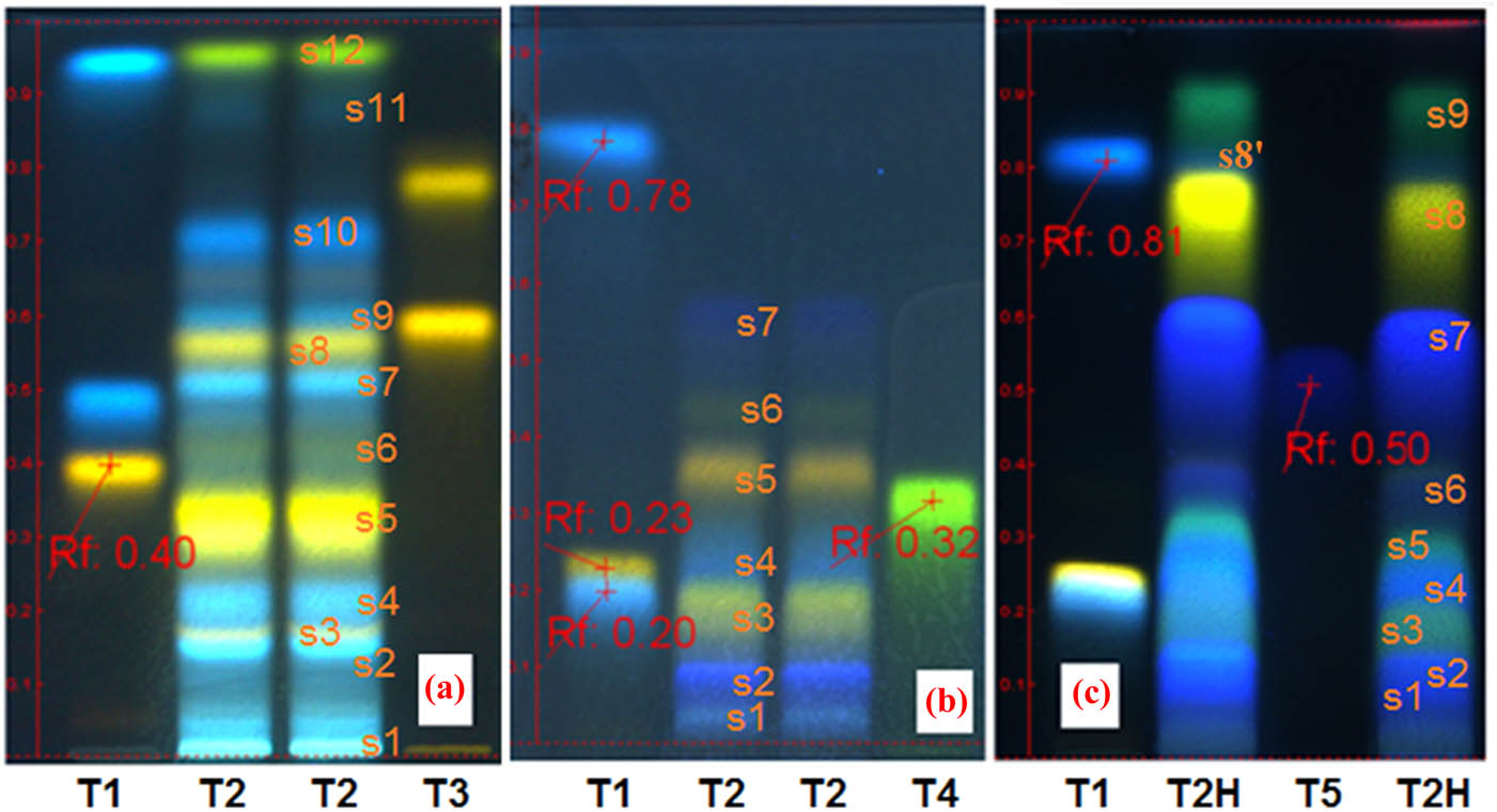 Figure 3 (HP)TLC studies of the G. pratense ethanolic extract (Gpre36). Chromatogram A (system a) – track T1, rutin, chlorogenic acid and caffeic acid (ref.); tracks T2, ethanolic extract from G. pratense (Gpre36); track T3, quercitrin-3-O-glucoside/isoquercitrin and quercitrin-3-O-rhamnoside/quercitrin (ref.); chromatogram B (system b) – track T1, rutin, chlorogenic acid and caffeic acid (ref.); tracks T2 – ethanolic extract from G. pratense (Gpre36); track T4, luteolin-8-C-glucoside/orientin (ref.); chromatogram C (system c) – track T1, rutin, chlorogenic acid and caffeic acid (ref.); track T2H, the hydrolyzed extract from ethanolic extract Gpre36; track T5, gallic acid (ref.).