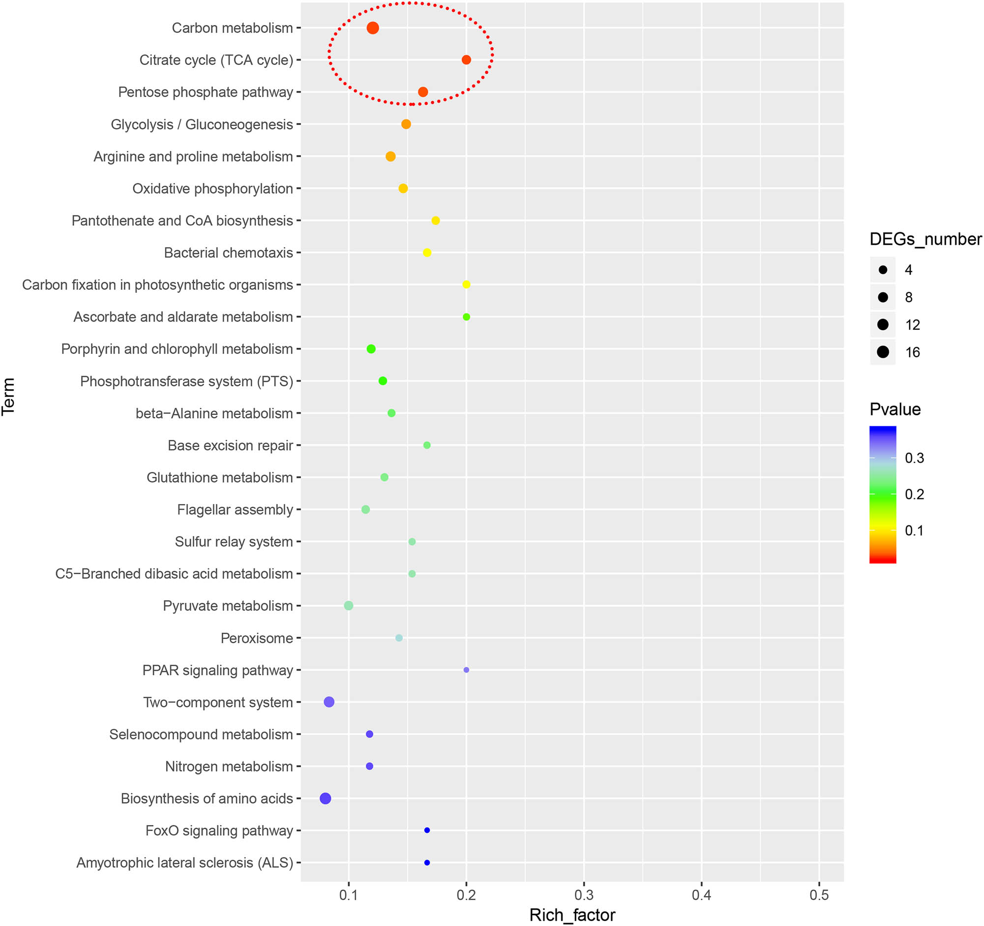 Figure 6
Top pathways enriched in KEGG analysis. A large rich factor indicates a high degree of enrichment.