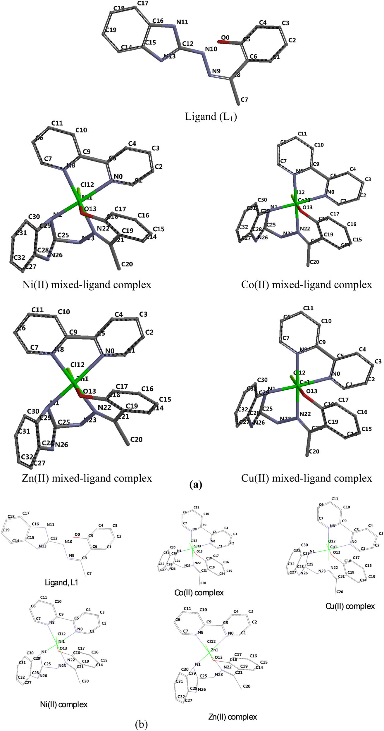 Figure 1 (a) Tube representation and (b) wire representation of the optimized molecular structure of ligand and mixed-ligand metal complexes (numbering of the atoms was done according to the software).