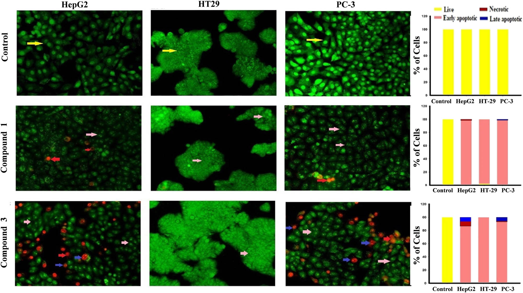 Figure 3
Cell apoptosis observed using fluorescence microscope (200×). Cells were treated with IC50S of compounds 1(B) and 3(C) for 48 h. The control (A) was similarly processed. They (A–C) were stained with acridine orange–ethidium bromide.