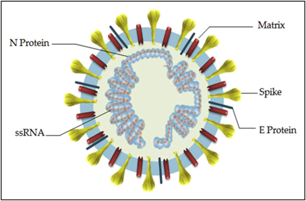 Figure 1 
                  Structure of SARS-CoV-2 [9].
               
