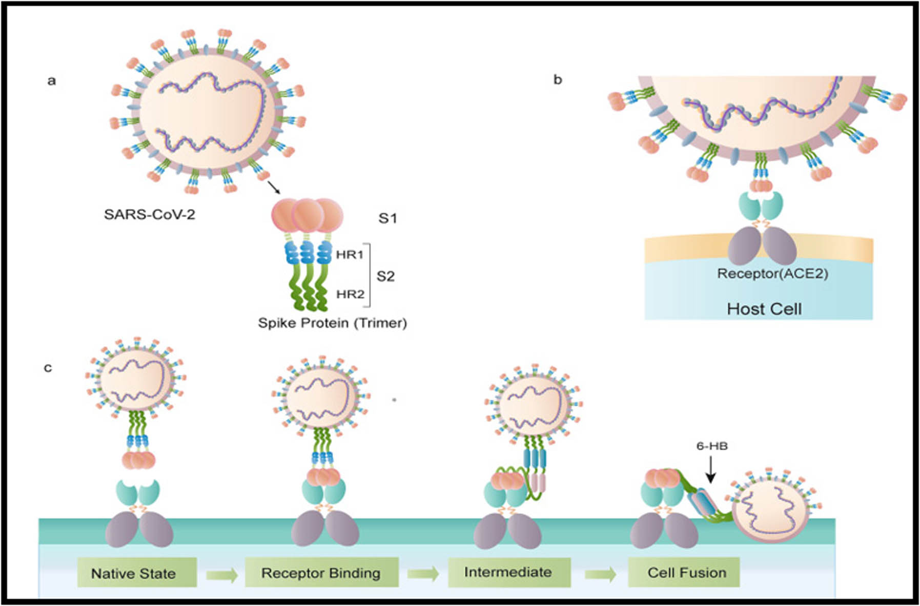 Figure 2 
                  Structure of S and its pattern of binding to the receptor and fusion with host cell membrane. (a) The schematic structure of the S protein. (b) The S protein binds to the receptor ACE2. (c) The binding and virus–cell fusion process mediated by the S protein [9].
               