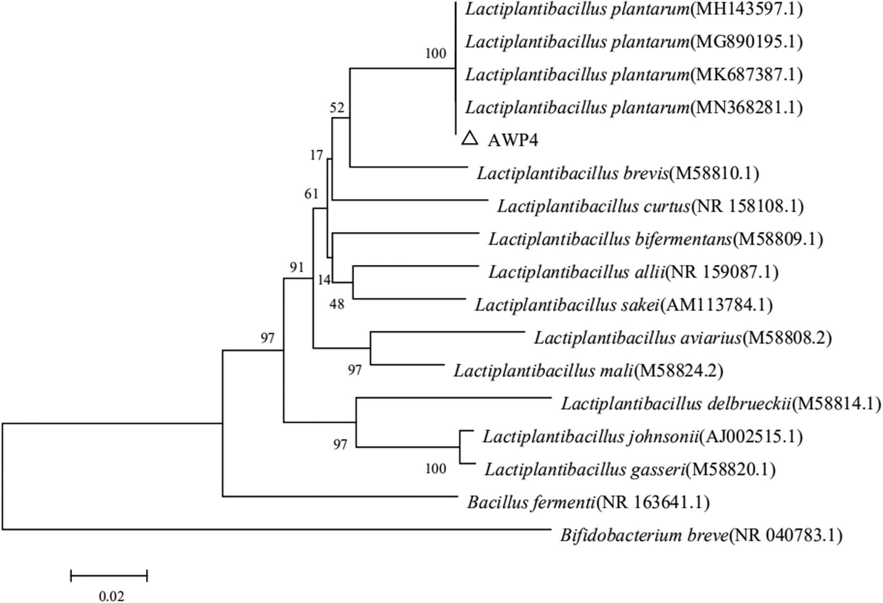 Figure 5
Phylogenetic tree constructed based on 16S rRNA gene sequence of AWP4. Sequenced genes were analyzed, and a phylogenetic tree was constructed using MEGA 6.0 with 1,000 bootstrap replications.