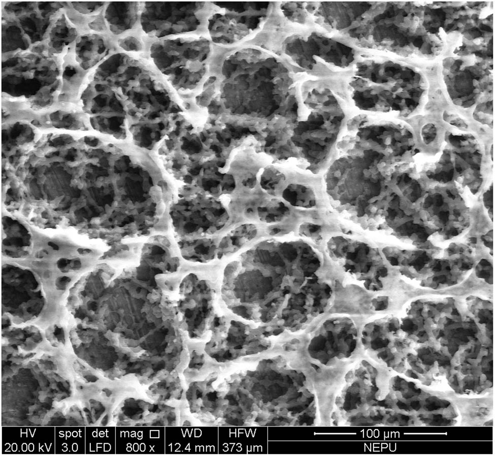 Figure 3
SEM images of the original foaming agent.