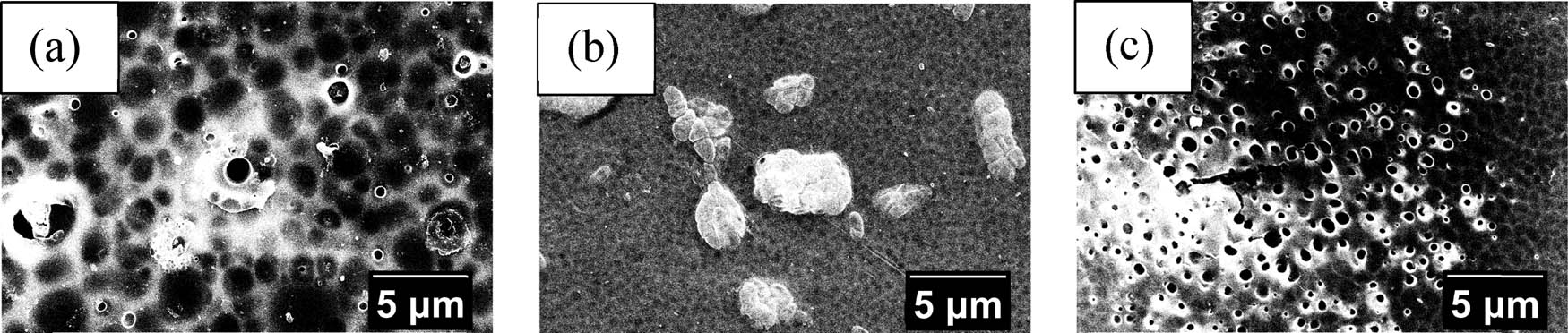 Figure 8
SEM analysis results of (a) MIM-0, (b) MIM-5, and (c) MIM-10 surface morphology.