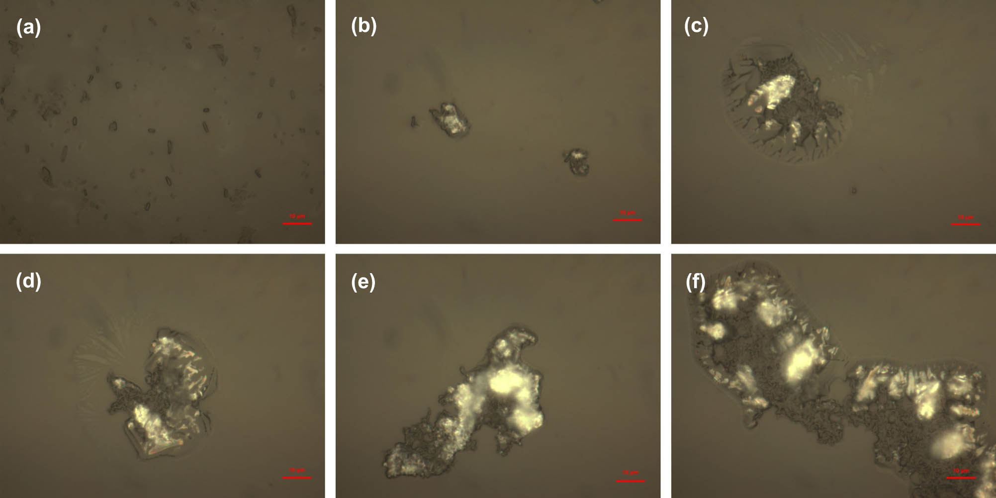 Figure 1
Microscopic images of B. subtilis after different adsorption time, including control group (a), 15 min (b), 30 min (c), 45 min (d), 90 min (e) and 180 min (f).