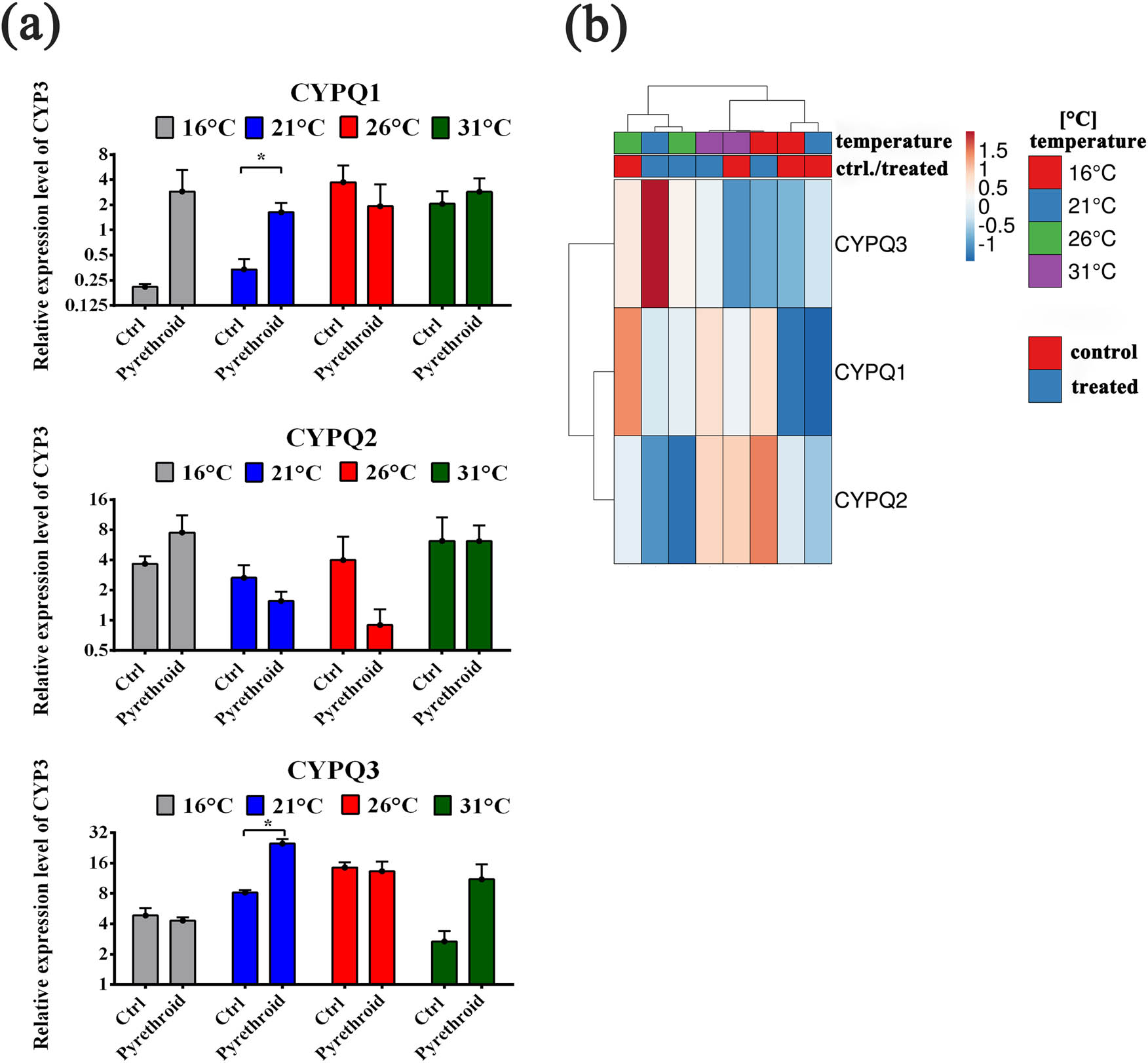 Figure 2
(a) Semiquantitative evaluation of the expression of genes encoding cytochrome P450 isoenzymes belonging to the CYP3 family involved in detoxification – CYP9Q1, CYP9Q2, and CYP9Q3. Real-time PCR method. The bars show the relative expression of the gene tested in relation to the expression of the eIF3-S8 gene; the mean of three determinations with SD is marked. It differs from the control: *p < 0.05. (b) The heat map generated on the basis of the comparison of the transcriptional profile of genes encoding cytochrome P450 isoenzymes belonging to the CYP3 family involved in detoxification – CYP9Q1, CYP9Q2, and CYP9Q3 at various intoxication temperatures of bees (16, 21, 26, 31°C). Hierarchical clustering was performed using ClustVis, an online tool for clustering multidimensional data (BETA) (https://biit.cs.ut.ee/clustvis/).