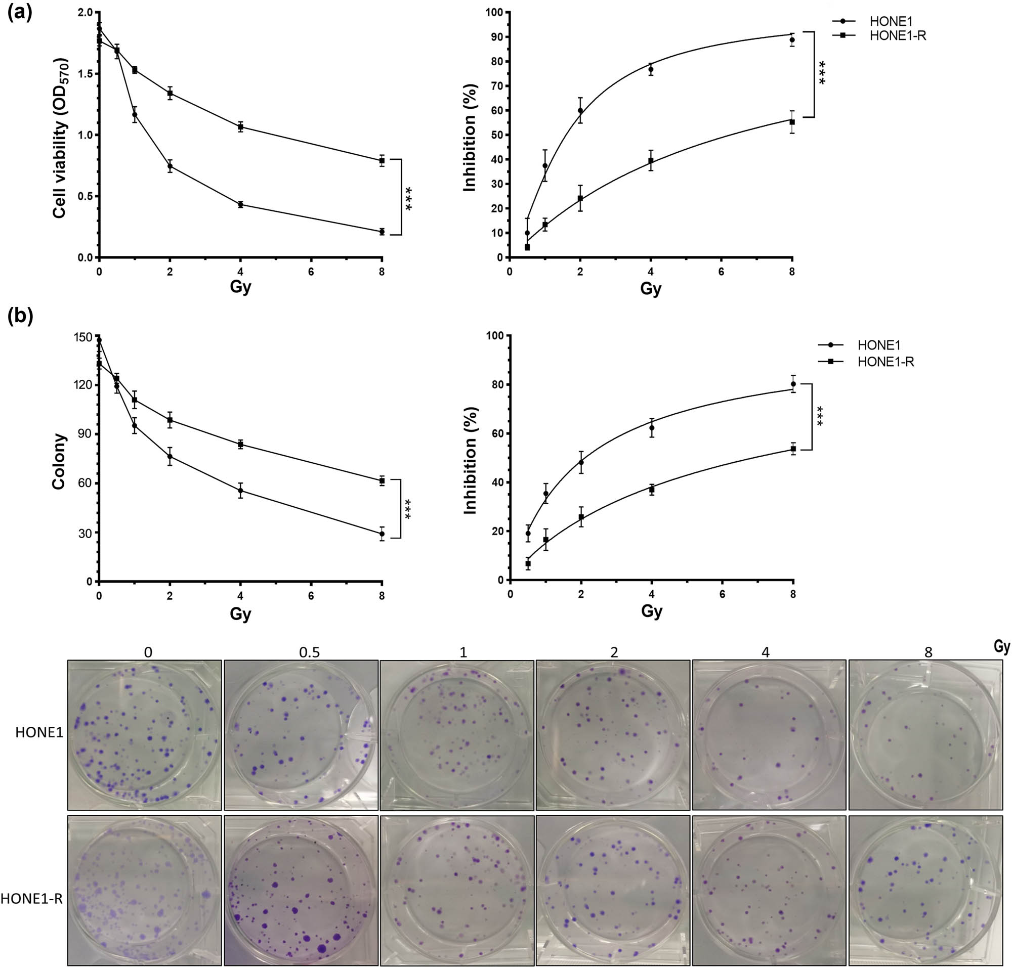 Figure 2
Determination of IC50 on cell viability and proliferation of HONE1 and HONE1-R cells: (a) IC50 of radiation suppression on cell viability and (b) IC50 of radiation suppression on cell proliferation.