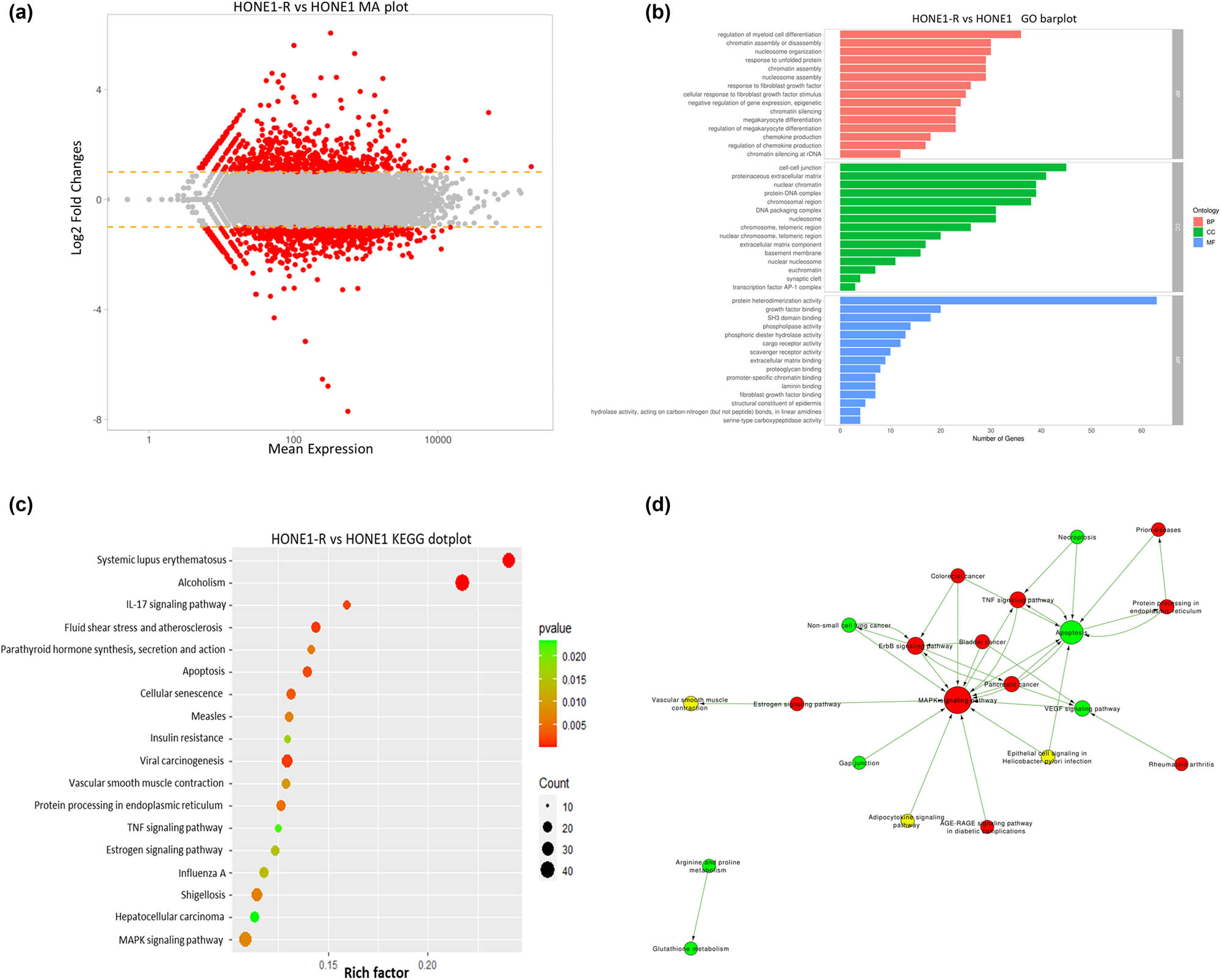 Figure 3
Data analysis of transcriptome sequencing: (a) MA plot of HONE1 and HONE1-R cell lines; (b) GO analysis of differently expressed genes; (c) KEGG signaling pathway analysis of differently expressed genes; and (d) network of differently expressed pathways.