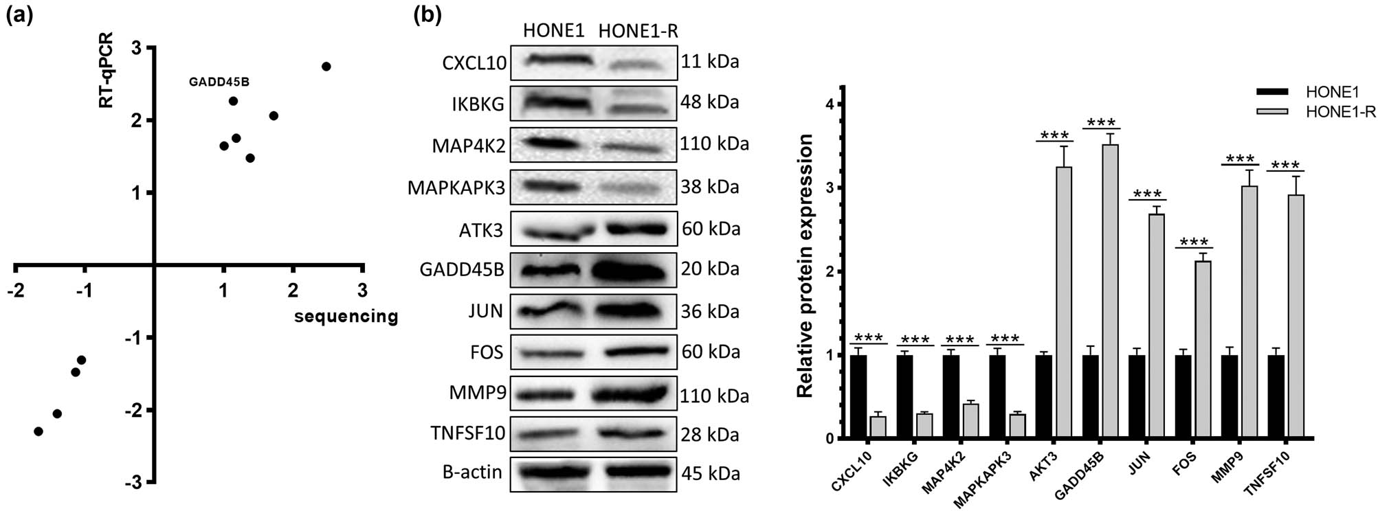 Figure 4
GADD45B is a key gene in radiation resistance of HONE1-R cell line: (a) verification of gene differential expression by RT-qPCR and (b) differential protein expression determined by Western blot.