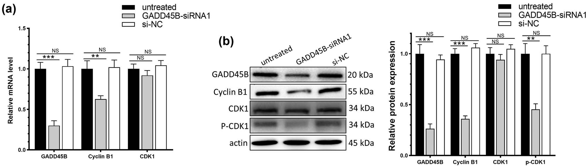 Figure 6
Regulation of gene expression by knockdown of GADD45B and radiation treatment: (a) RT-qPCR of downstream pathway genes and (b) western blot analysis of downstream pathway genes.
