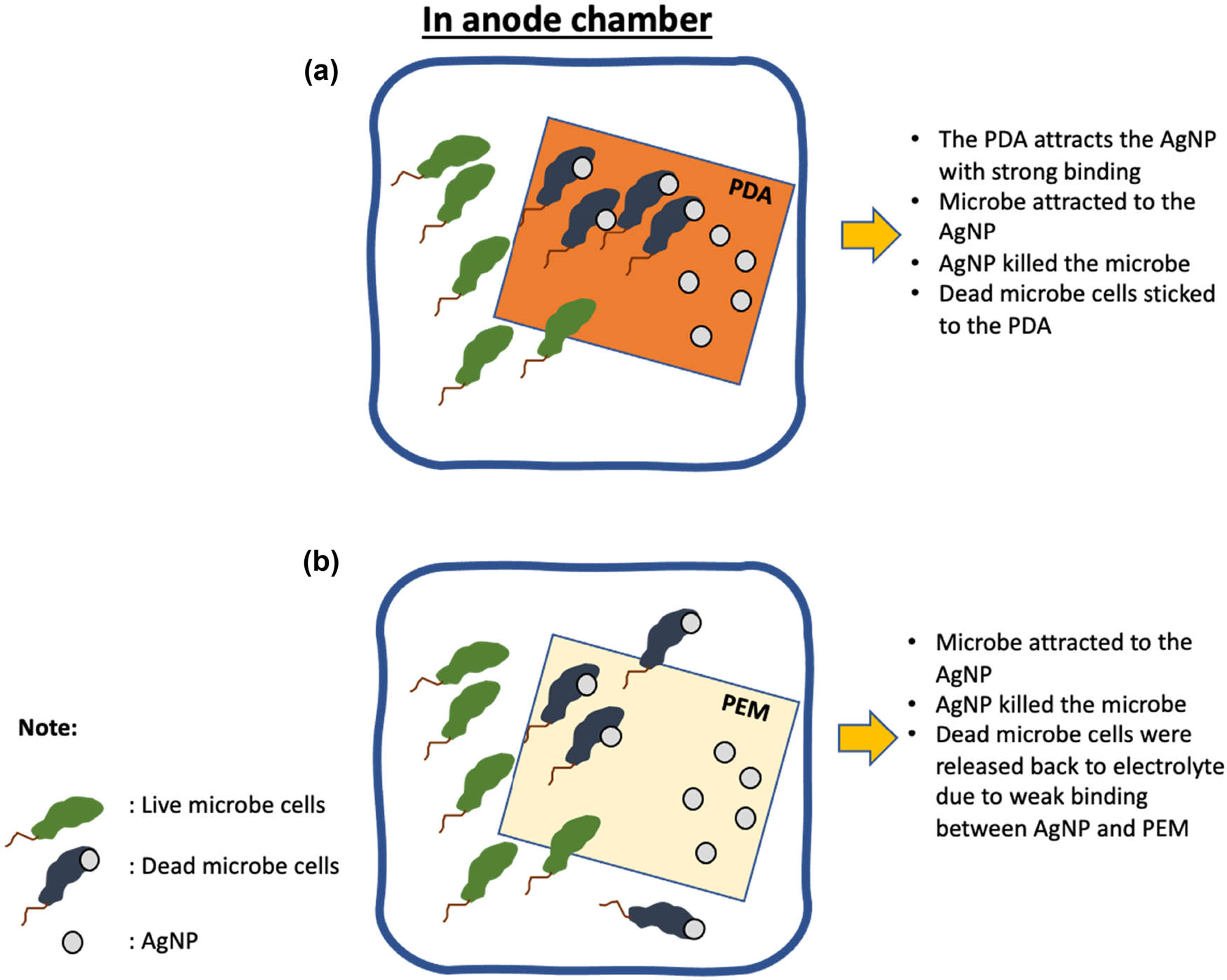 Figure 6
BFC membrane surface modified with (a) AgNP and polydopamine and (b) AgNP and PEM.