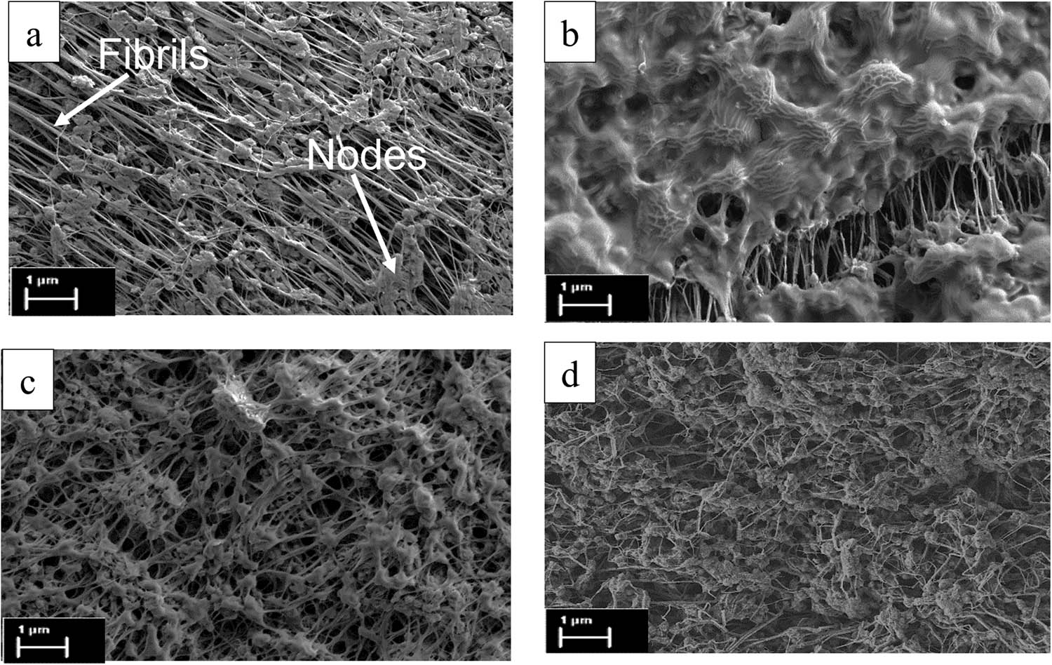 Figure 3
Morphology of (a) unmodified ePTFE, (b) sample AH, (c) sample AN, and (d) sample AV.