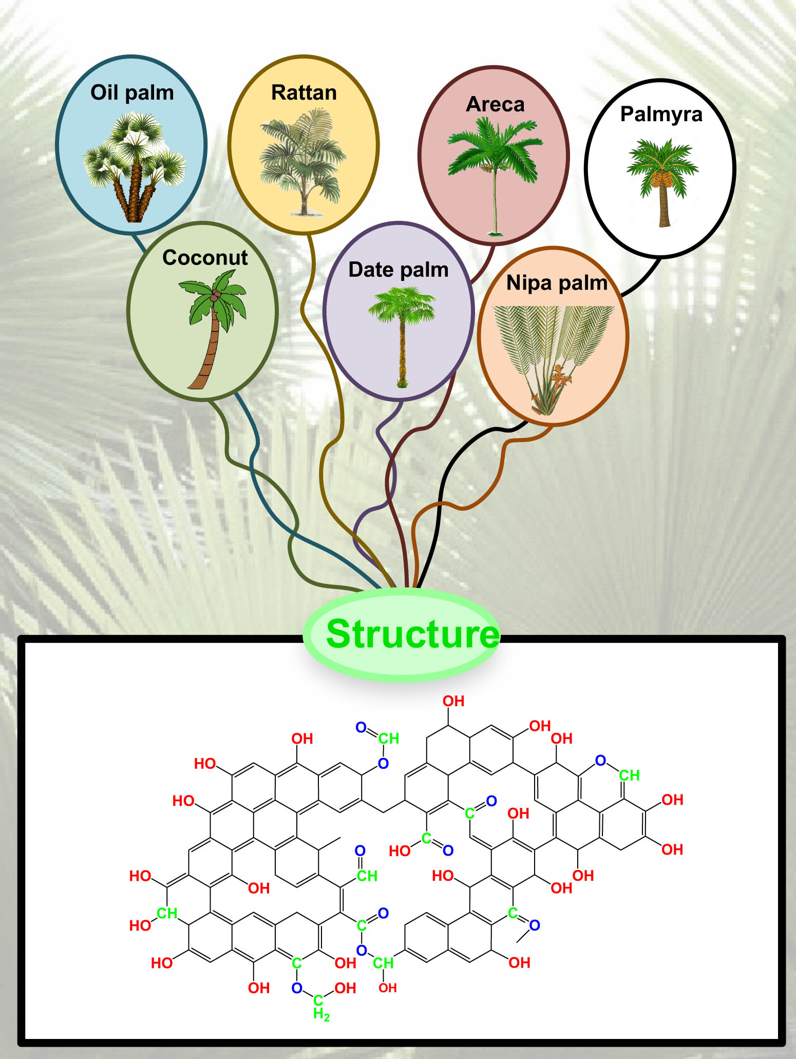 Figure 3
AC structure from Arecaceae.