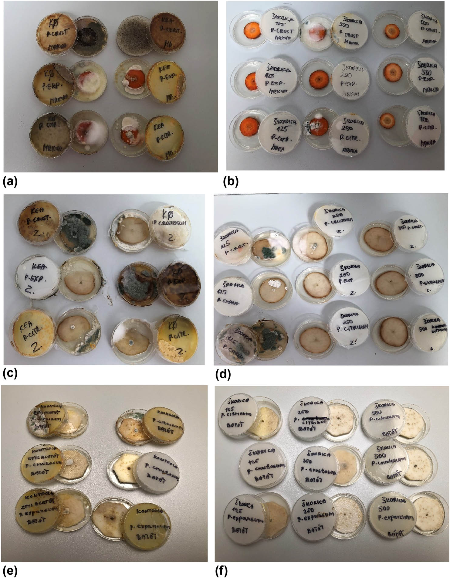 Figure 2
In situ antimicrobial evaluations of vegetables with Penicillum spp. in vapour phase. (a) control sample of carrot inoculated with fungi; (b) experimental group of carrot inoculated with P. crustosum, P. citrinum, and P. expansum at a concentration of 125, 250, and 500 µL/plate; (c) control sample of potato inoculated with molds; (d) experimental group of carrot with P. crustosum, P. citrinum, and P. expansum in a concentration of 125, 250, and 500 µL/plate; (e) control sample of sweet potato with inoculated with molds; (f) experimental group of sweet potato inoculated with P. crustosum, P. citrinum, and P. expansum in concentration of 125, 250, and 500 µL/plate.