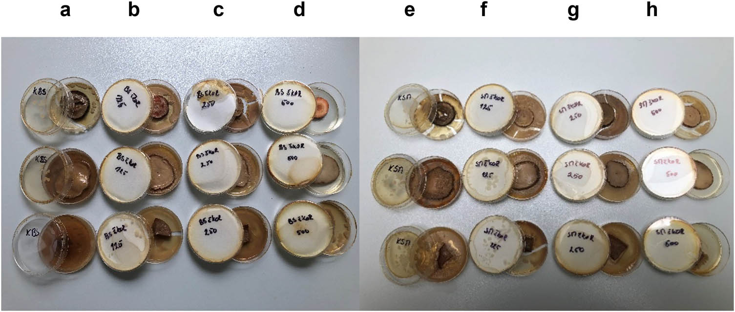 Figure 3
In situ antimicrobial activity of CCEO on vegetables in vapour phase. (a) control sample of carrot, potato, and apple contaminated with B. subtilis; (b) effect of CCEO at 125 µL/plate on carrot, potato, and apple contaminated with B. subtilis; (c) effect of CCEO at 125 µL/plate on carrot, potato, and apple contaminated with B. subtilis; (d) effect of CCEO at 125 µL/plate on carrot, potato, and apple contaminated with B. subtilis; (e) control sample of carrot, potato, and apple contaminated with S. maltophilia; (f) effect of CCEO at 125 µL/plate on carrot, potato, and apple contaminated with S. maltophilia; (g) effect of CCEO at 250 µL/plate on carrot, potato, and apple contaminated with S. maltophilia; (h) effect of CCEO at 500 µL/plate on carrot, potato, and apple contaminated with S. maltophilia.