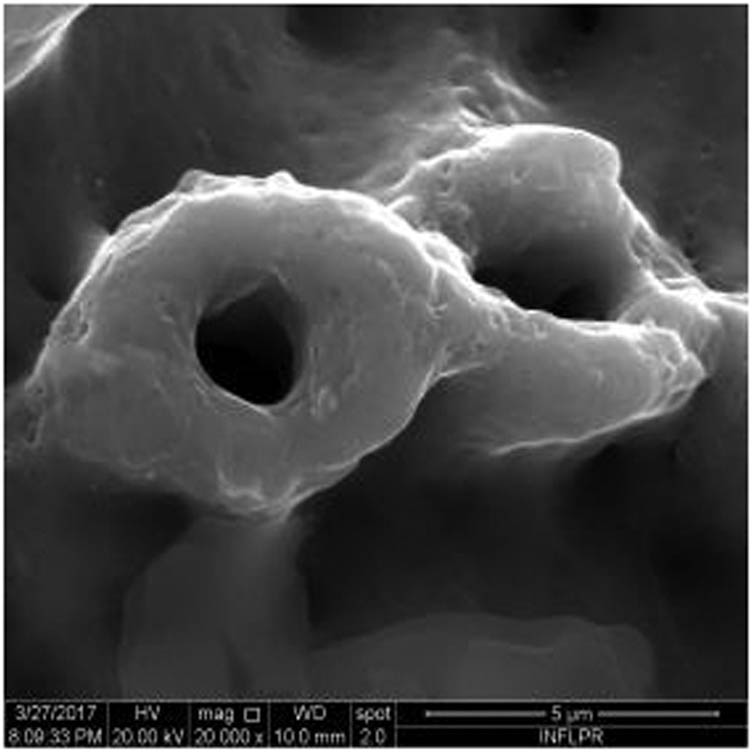 Figure 5
SEM image of sample S5 at a magnification of 20k×.