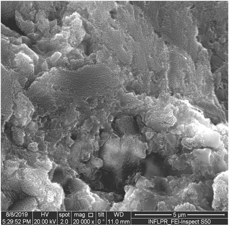 Figure 12
SEM image of sample S11 at a magnification of 20k×.