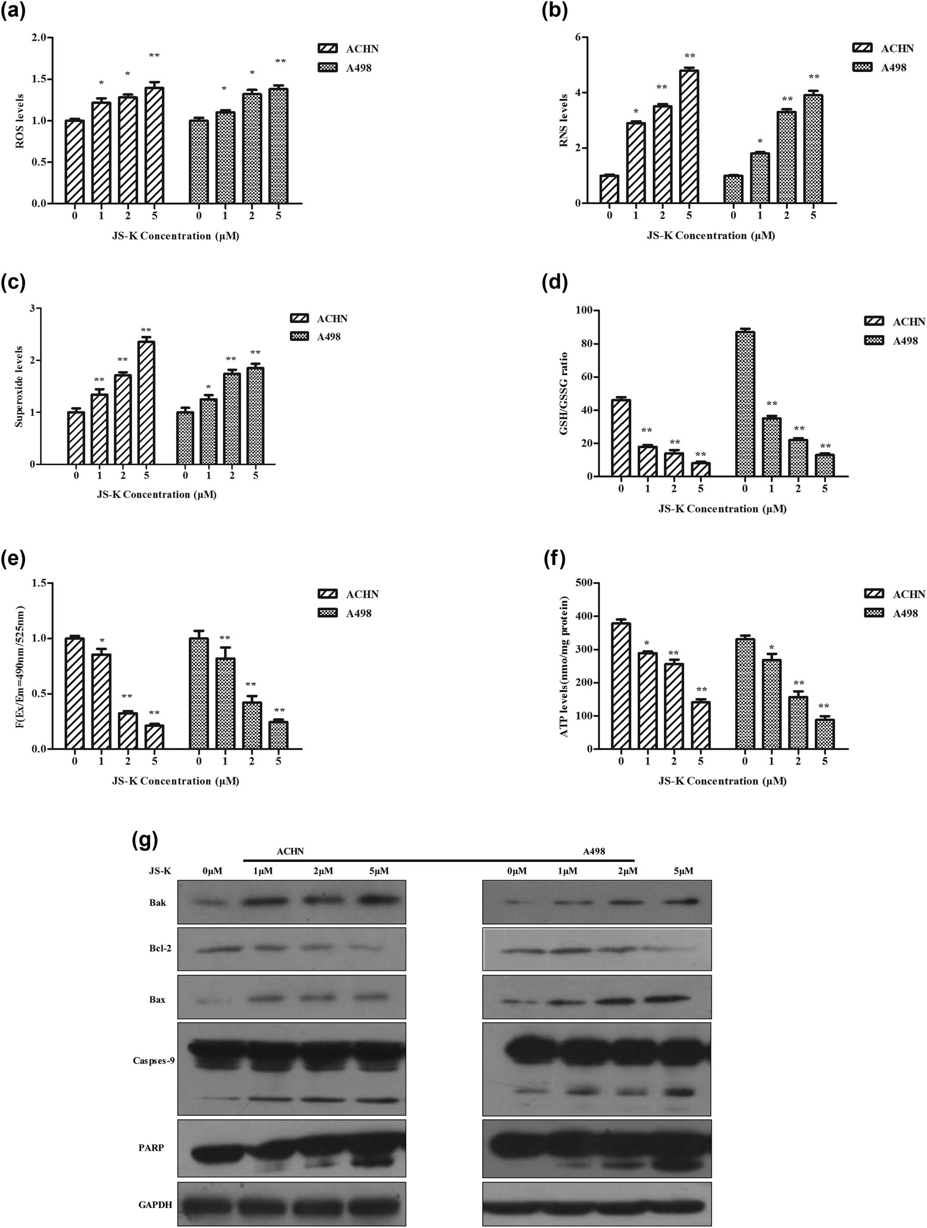 Figure 4
Effect of JS-K on ROS, RNS, mitochondrial membrane potential, GSH/GSSG ratio, ATP production, and apoptotic-related proteins in renal carcinoma cells. Treatment of JS-K renal carcinoma cells (0, 1, 2, and 5 μM) for 360 min, and then detection of intracellular maximum ROS (a), RNS (b), superoxide (c), and GSH/GSSG ratio (d) levels. Upon 360 min of JS-K treatment, measurements were made for mitochondrial membrane potential (e) and ATP output (f). Western blot was used to identify concentrations of apoptotic-related proteins such as Bak, Bax, and PARP after cells were treated with JS-K (0, 1, 2, and 5 μM) for 24 h (g). For at least three separate assays, findings are reported as mean ± SD.