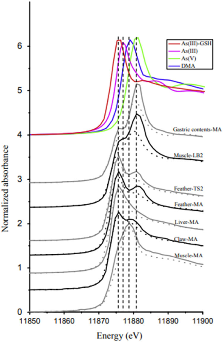 Figure 2
XANES raw data (- - -) and fitting (—) for model As species and samples.