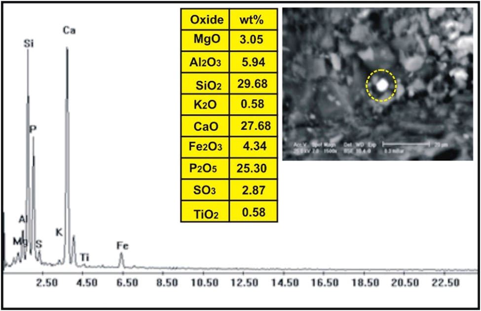 Figure 14
ESEM-EDX analysis of apatite in basalt dike at Wadi Geba.